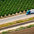 Truck In California By Trees